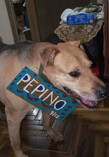 Pepino-2